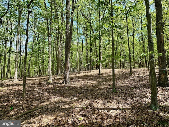 view of local wilderness