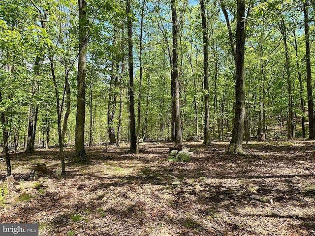 view of local wilderness