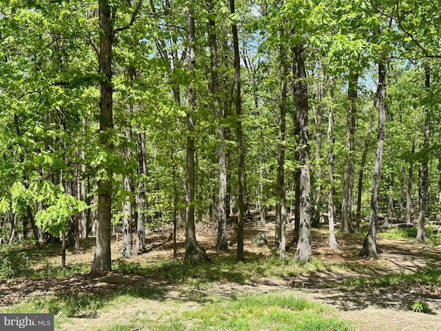 view of local wilderness