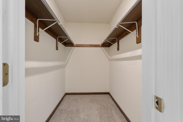 walk in closet featuring carpet flooring