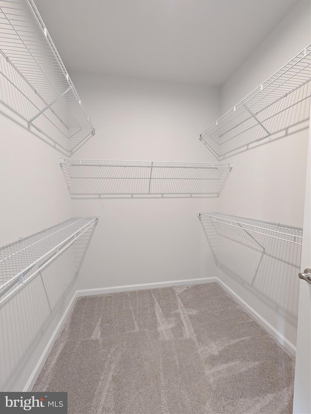 walk in closet featuring carpet flooring