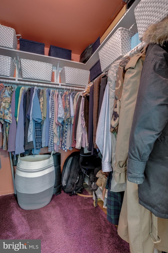 walk in closet with carpet flooring