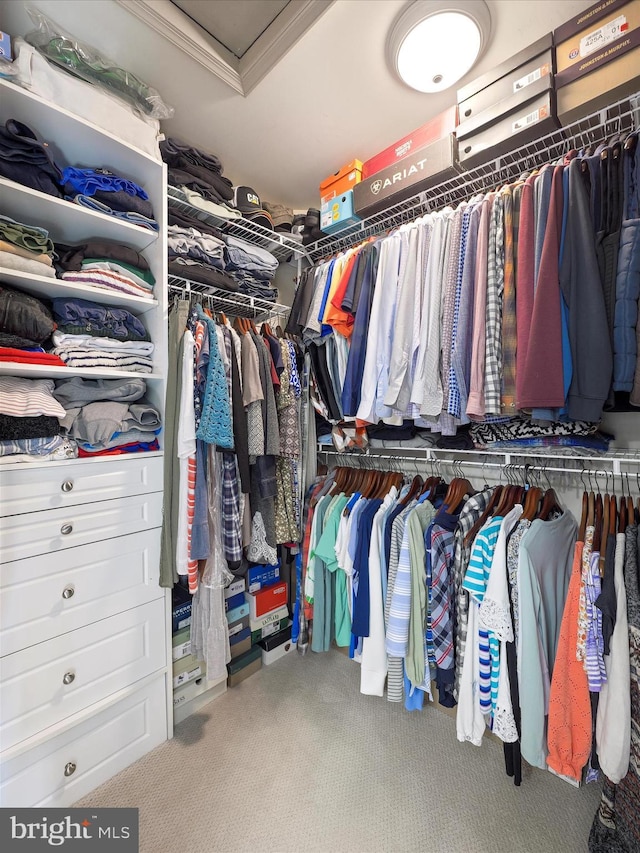 walk in closet featuring carpet and attic access