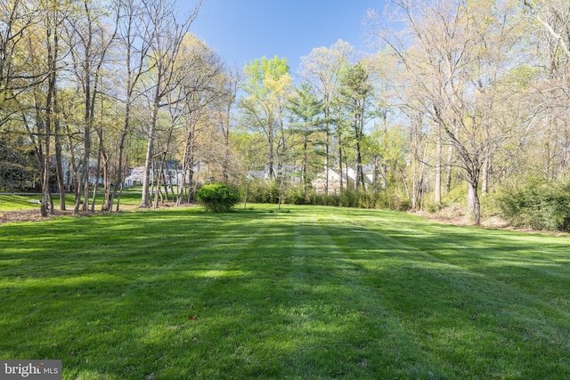 view of green lawn