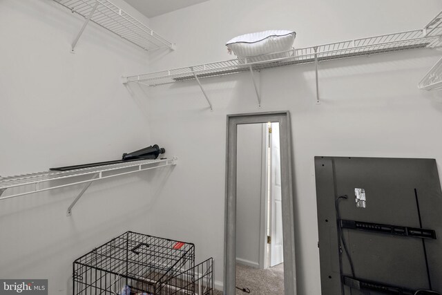 spacious closet with carpet flooring