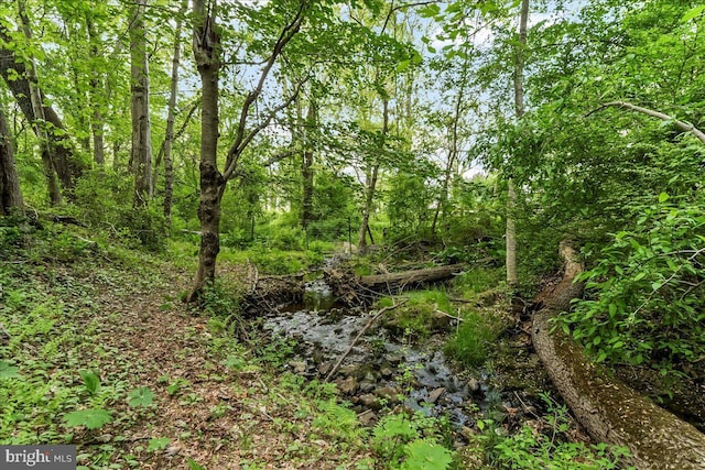 view of local wilderness