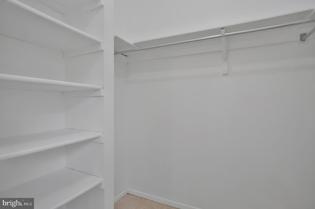 walk in closet with carpet floors