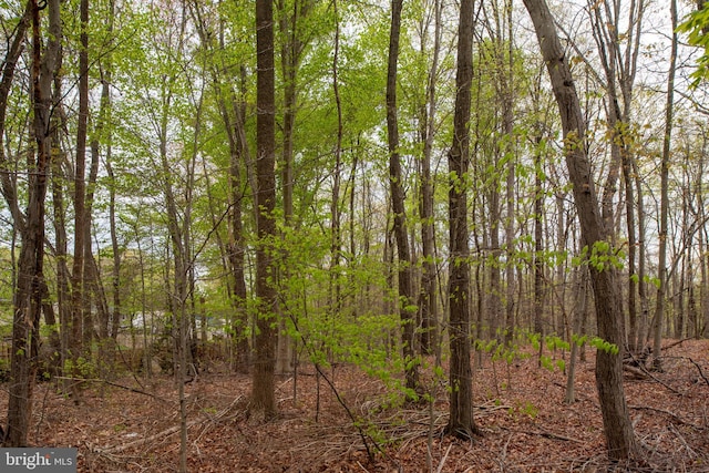 13073 Taverner Loop, Woodbridge, VA 22192 - view of local wilderness featuring a wooded view