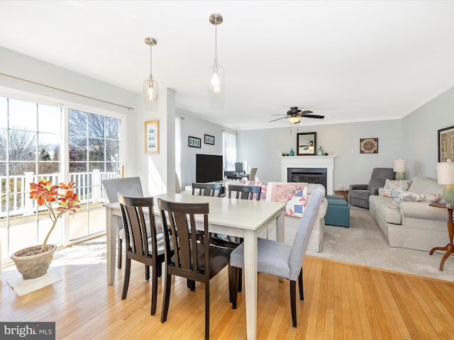 dining area featuring crown molding, a ceiling fan, a glass covered fireplace, and light wood finished floors