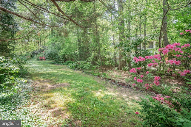 view of yard featuring a forest view
