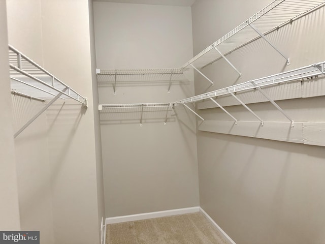 walk in closet featuring carpet flooring