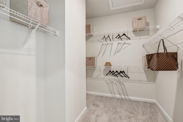 walk in closet with carpet flooring