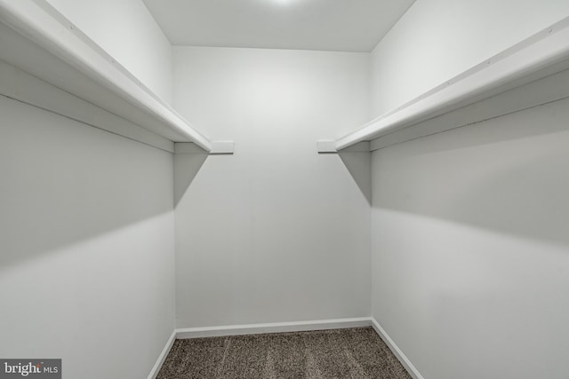 walk in closet featuring carpet flooring