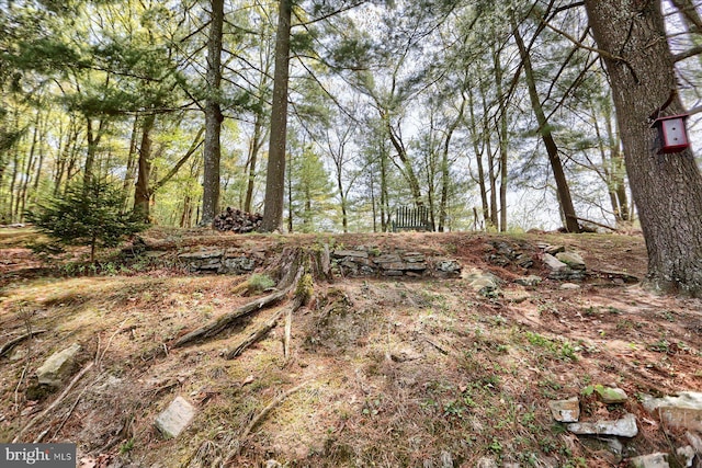 view of local wilderness