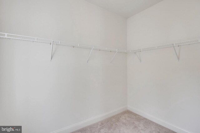 spacious closet featuring carpet
