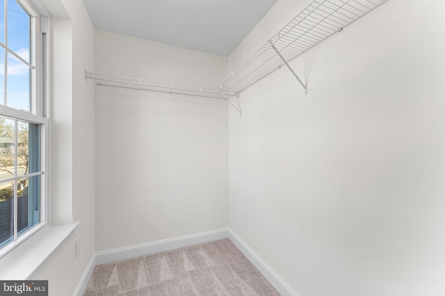 walk in closet featuring carpet