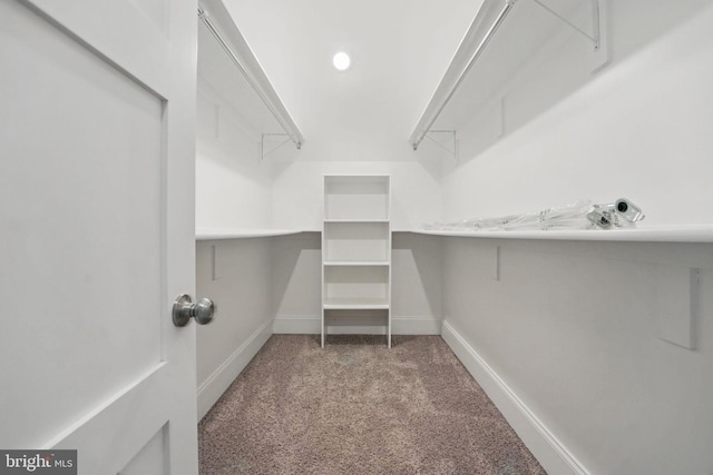 walk in closet featuring carpet flooring