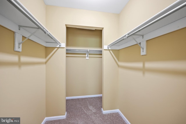 walk in closet with carpet flooring