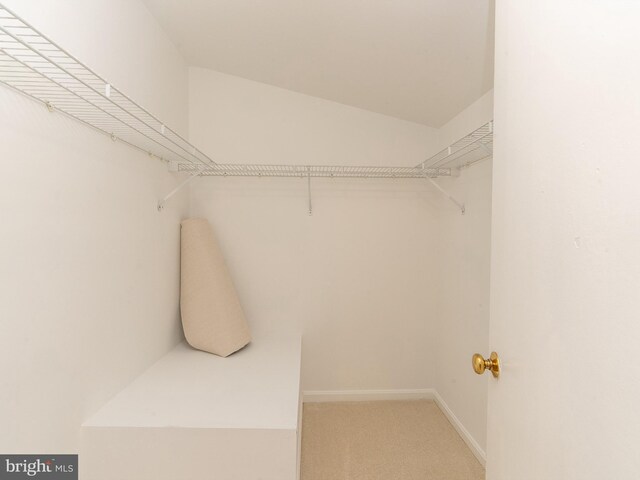 walk in closet with carpet flooring