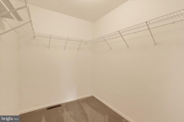 walk in closet featuring carpet flooring