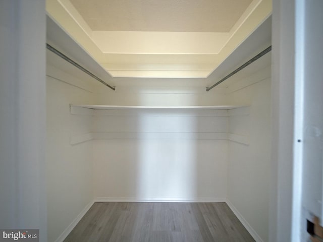 walk in closet featuring wood finished floors