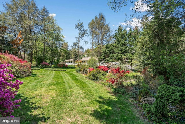 view of yard