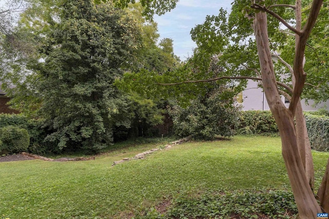 883 Locust Ave, Charlottesville, VA 22902 - view of yard