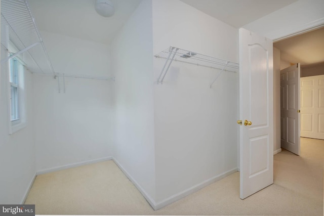 spacious closet featuring carpet