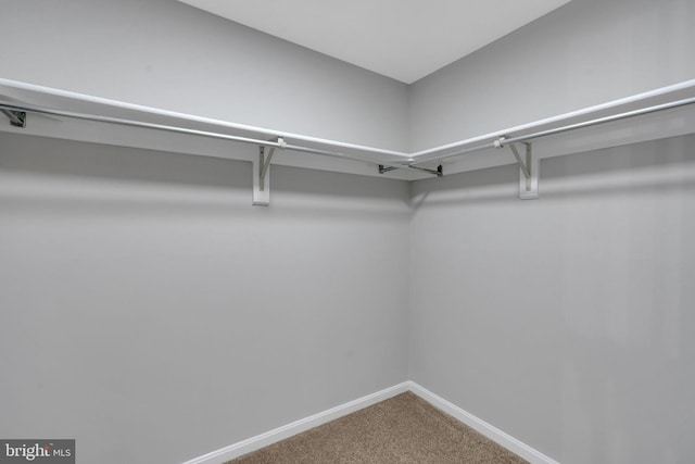 walk in closet with carpet floors