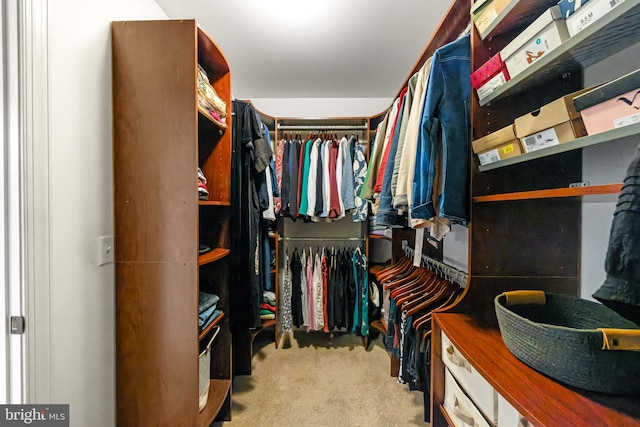 spacious closet featuring carpet floors