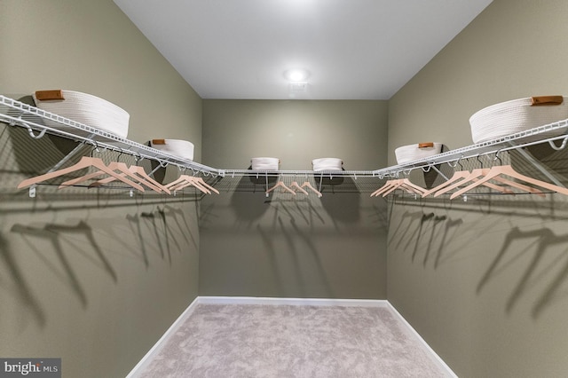 spacious closet featuring carpet flooring