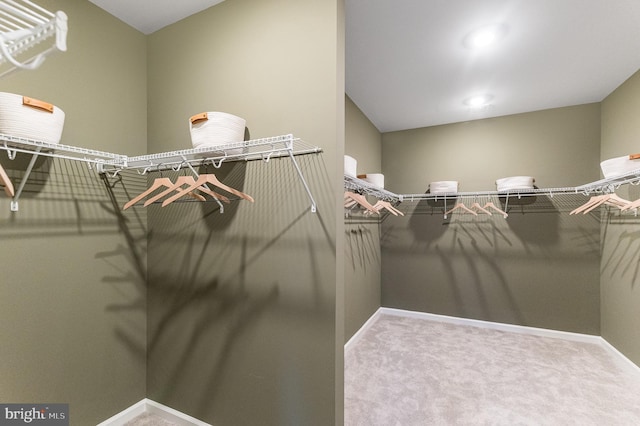 spacious closet featuring carpet flooring