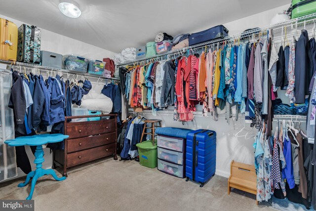 spacious closet featuring carpet floors