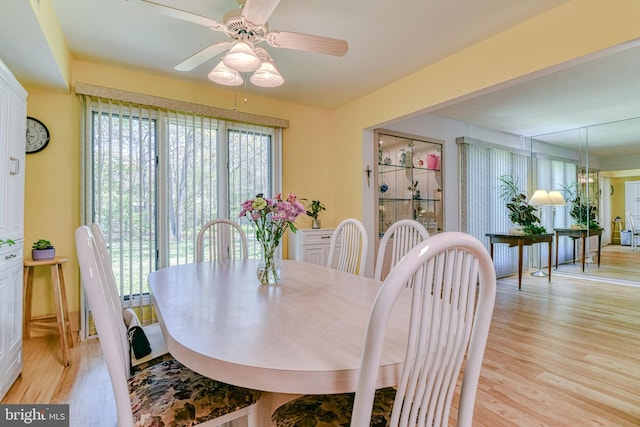dining space with ceiling fan and light wood finished floors