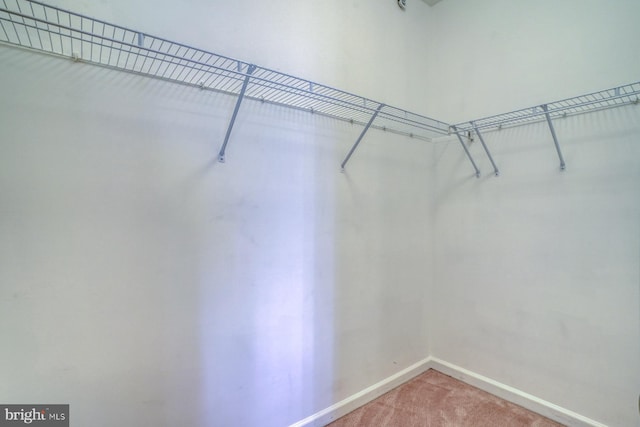 walk in closet with light carpet