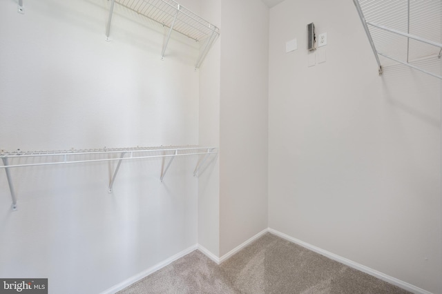 spacious closet featuring carpet floors