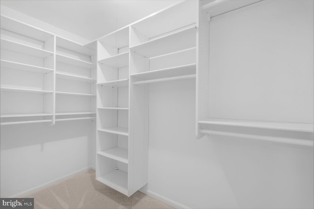 walk in closet featuring carpet floors