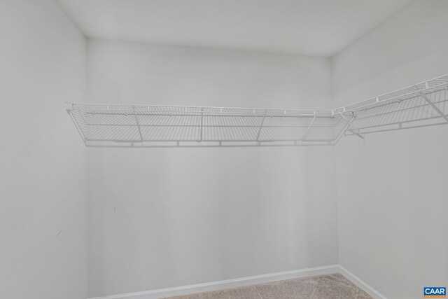 walk in closet featuring carpet flooring
