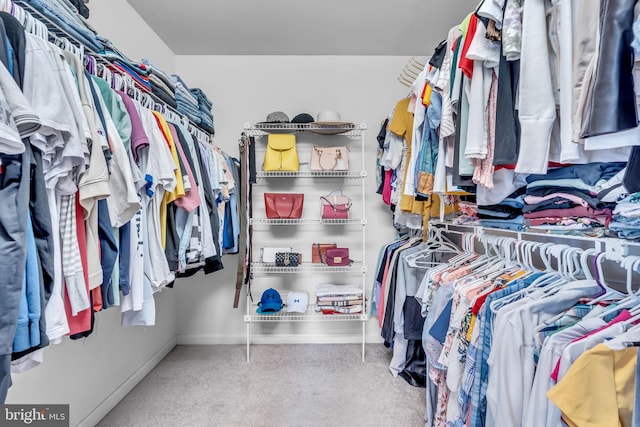 walk in closet with carpet flooring