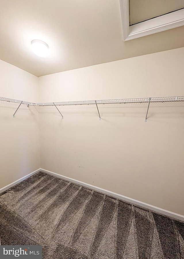 walk in closet featuring dark colored carpet