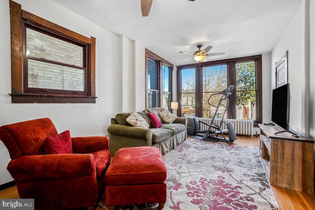 living room with radiator, a ceiling fan, and light wood finished floors