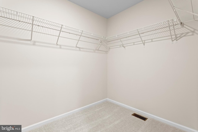 spacious closet featuring visible vents and carpet floors