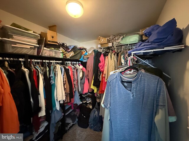 walk in closet featuring carpet flooring