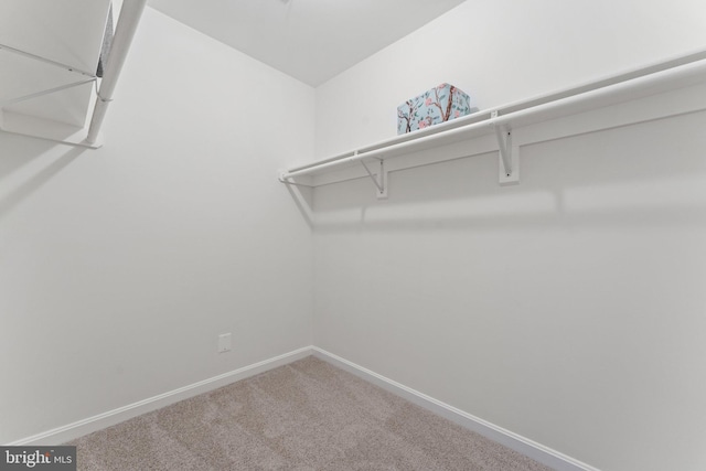 spacious closet with carpet flooring
