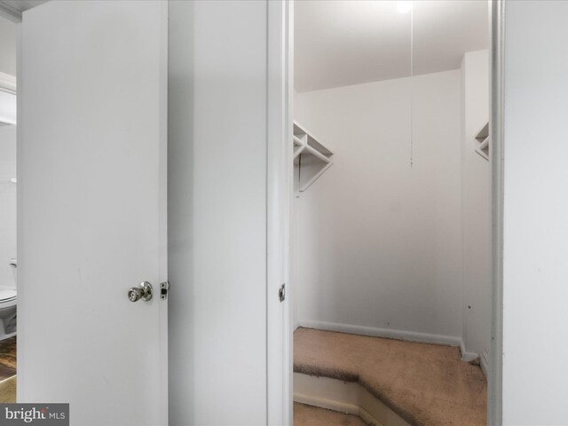 walk in closet featuring carpet flooring