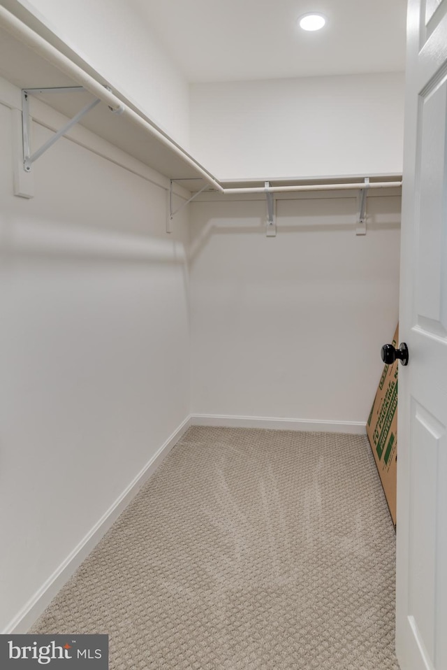 spacious closet featuring carpet