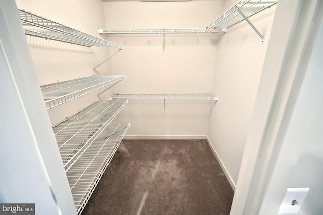 walk in closet with carpet flooring