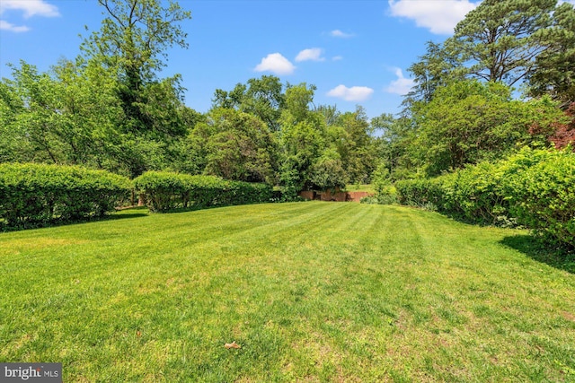 view of green lawn
