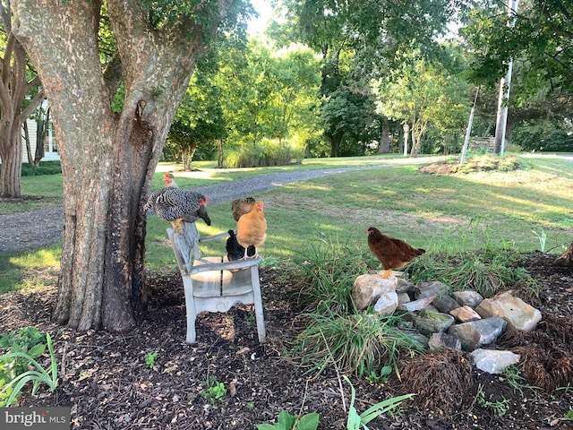 16350 Matthews Rd, Monkton, MD 21111 - view of grassy yard