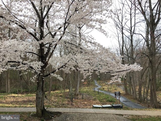 view of yard with a wooded view